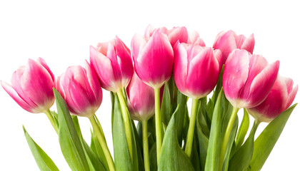 Fototapeta premium Rosa Tulpen am unteren Rand isoliert auf weißen Hintergrund, Freisteller 