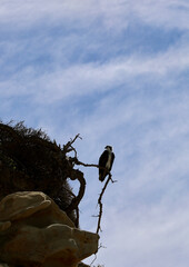 osprey perched on a branch overlooking the bay
