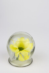 Glass jars for hijama. Yellow flowers. Bloodletting. Sunnah treatment. Islam.