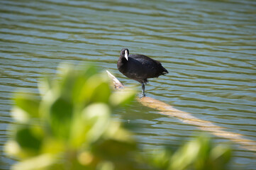 The endangered Hawaiian coot, also known as the ʻalae ke'oke'o in Hawaiian, is a bird in the rail family. In Hawaiian, ʻalae is a noun and means mud hen. Seen at the Kawaiʻele Waterbird Sanctuary. - 765108144