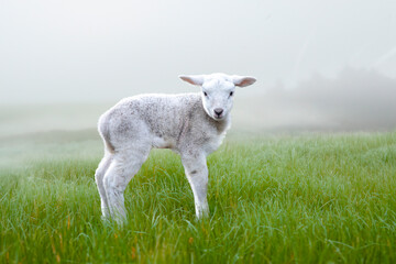 Single lamb on the grass at the farm in springtime - obrazy, fototapety, plakaty