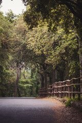 Asphalt road through the forest. Landscape with empty asphalt road through woods in summer. Travel. 