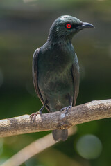 The Asian glossy starling (Aplonis panayensis) is a species of starling in the family Sturnidae