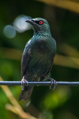 The Asian glossy starling (Aplonis panayensis) is a species of starling in the family Sturnidae