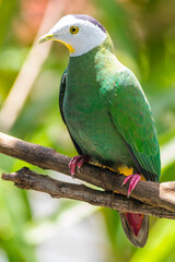 The black-naped fruit dove (Ptilinopus melanospilus), also known as the black-headed fruit dove