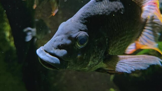 Close view of an african black fin cichlid fish swimming underwater 