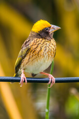 The streaked weaver (Ploceus manyar) is a species of weaver bird found in South Asia and South-east Asia