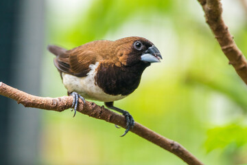 The Javan munia (Lonchura leucogastroides) is a species of estrildid finch native to southern Sumatra, Java, Bali and Lombok islands in Indonesia.