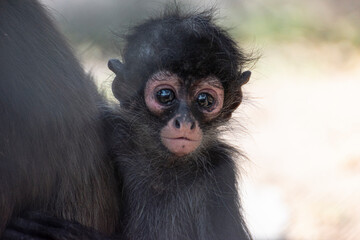 portrait of a spider monkey