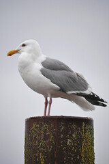 A seagull on a wooden dock post on Vancouver Island in Cowichan Bay, British Columbia, Canada