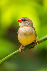 The red avadavat (Amandava amandava), red munia or strawberry finch, is a sparrow-sized bird of the family Estrildidae