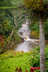 The Wailua River fed continuously from rainfall and the swamps at the top of Mount Waialeale. The tranquil Wailua River weaves by waterfalls and lush, jungle landscapes along the island's east side. - 765115341