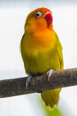 Fischer's lovebird (Agapornis fischeri) is a small parrot species of the genus Agapornis.