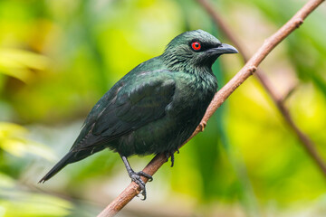 The Asian glossy starling (Aplonis panayensis) is a species of starling in the family Sturnidae
