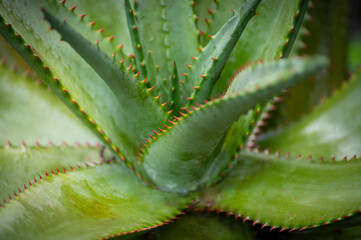 Closeup detail shot of succulent plant creating interesting lines and shapes. A group of plants known for their ability to store water in their leaves, stems, and roots and beautiful graphic elements. - 765116940