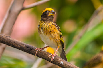 The streaked weaver (Ploceus manyar) is a species of weaver bird found in South Asia and South-east Asia