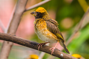 The streaked weaver (Ploceus manyar) is a species of weaver bird found in South Asia and South-east Asia