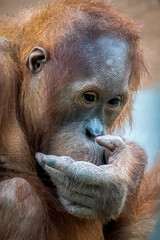 Thoughtful Orangutan holding his hand to his mouth