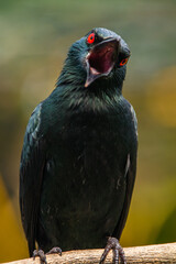 The Asian glossy starling (Aplonis panayensis) is a species of starling in the family Sturnidae