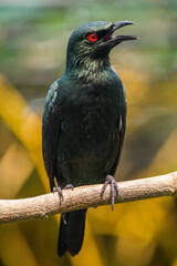 The Asian glossy starling (Aplonis panayensis) is a species of starling in the family Sturnidae