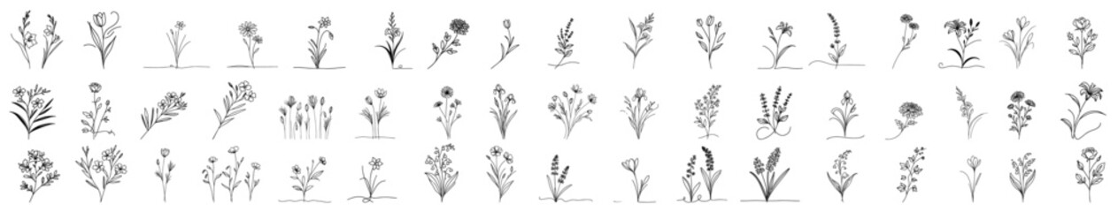collection of wild field flowers hand-drawn with thin line in minimalist doodle style, black vector