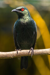 The Asian glossy starling (Aplonis panayensis) is a species of starling in the family Sturnidae