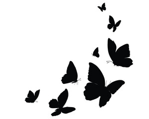 black butterfly flock  art