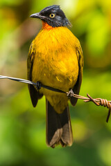 The ruby-throated bulbul (Rubigula dispar), or yellow bulbul, also known as flame throated bulbul is a member of the bulbul