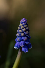Wunderschöne Blume im Frühlingslicht