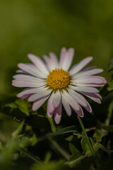 Wunderschöne Blume im Frühlingslicht