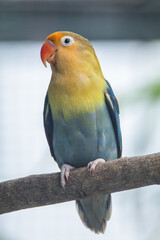 Fischer's lovebird (Agapornis fischeri) is a small parrot species of the genus Agapornis.