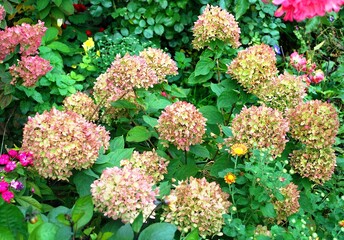 Flowers panicled hydrangea - varieties , Little Lime in early fall