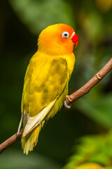 Fischer's lovebird (Agapornis fischeri) is a small parrot species of the genus Agapornis.