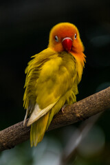 Fischer's lovebird (Agapornis fischeri) is a small parrot species of the genus Agapornis.