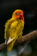 Fischer's lovebird (Agapornis fischeri) is a small parrot species of the genus Agapornis.