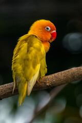Fischer's lovebird (Agapornis fischeri) is a small parrot species of the genus Agapornis.