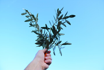 palme benedette di ulivo per la domenica delle palme prima della pasqua su sfondo cielo azzuro....