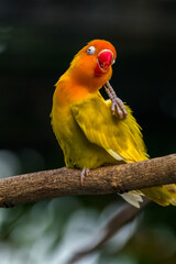 Fischer's lovebird (Agapornis fischeri) is a small parrot species of the genus Agapornis.