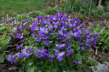 Duftveilchen (Viola Odorata) im Garten - 765119566