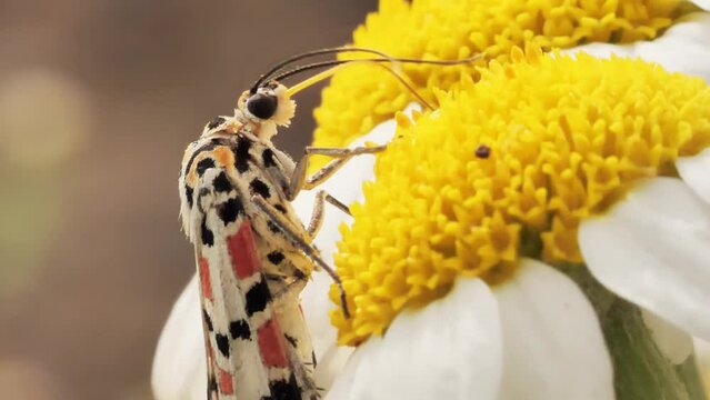 polilla Utetheisa pulchella alimentandose en margarita, palomica arlequin, mariposa, posada margarita, macro, primavera, polinizador, espiritrompa