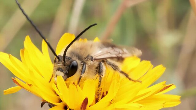 abeja solitaria largas antenas, sobre flor amarilla, primavera, macro