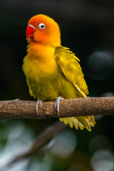 Fischer's lovebird (Agapornis fischeri) is a small parrot species of the genus Agapornis.