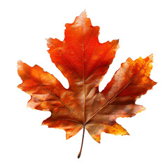 Red autumn leaf oak isolated on white and transparent background 