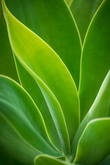Closeup detail shot of succulent plant creating interesting lines and shapes. A group of plants known for their ability to store water in their leaves, stems, and roots and beautiful graphic elements. - 765120175