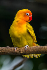 Fischer's lovebird (Agapornis fischeri) is a small parrot species of the genus Agapornis.