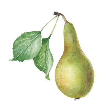 Watercolor сonference pear with leaves, hand drawn fruit illustration