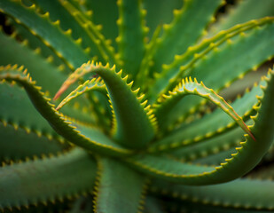 Closeup detail shot of succulent plant creating interesting lines and shapes. A group of plants known for their ability to store water in their leaves, stems, and roots and beautiful graphic elements.