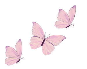 pink butterfly hand drawn design vector