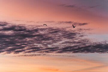 flying freely with a beautiful sunrise