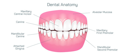 Dental anatomy and physiology. Brightening and whitening of teeth. Types of teeth cross section. Dental clinic and dental health vector illustration. Structure of human tooth alignment. - obrazy, fototapety, plakaty